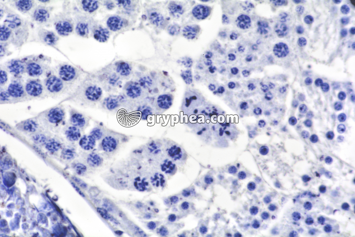 Méiose dans testicule de Criquet (spermatocytes 1, spermatocytes 2, spermatides) x160 - gryphea.com